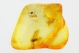 Detailed Fossil Aphid (Aphidoidea) in Baltic Amber #278905-1